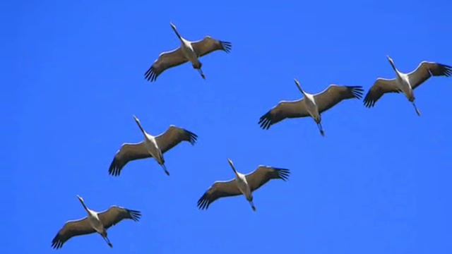 Олег Хромов, Белые птицы. смотреть онлайн