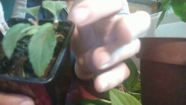 летнее черенкование метельчатой гортензии граффити, Стробери блоссом и панфлора смотреть онлайн