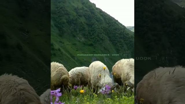 с праздником Курбан-байрам. Да примет Всевышний от нас и от вас смотреть онлайн