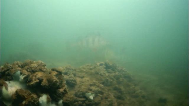 Подводная съемка зимой, полосатые разбойники!