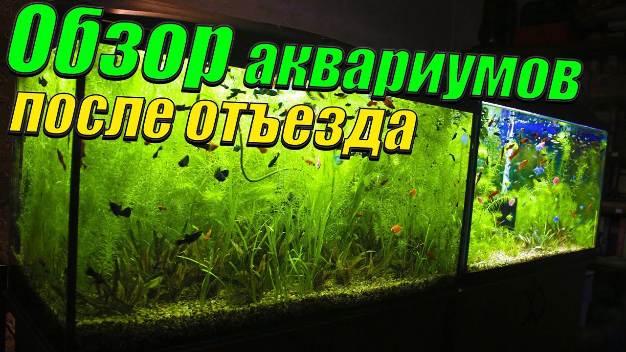 Обзор аквариумов на рыборазводне после отъезда. смотреть онлайн