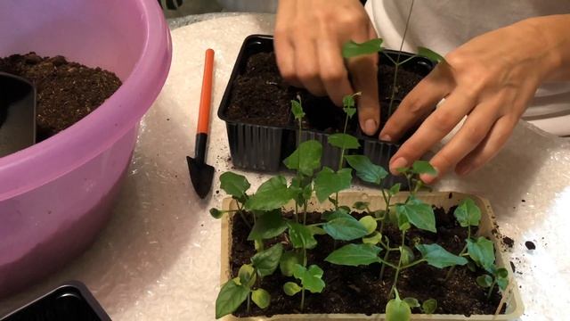 ТУНБЕРГИЯ ПИКИРОВКА СЕЯНЦЕВ 4К смотреть онлайн