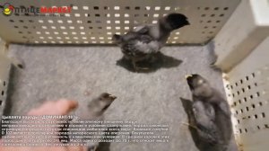 Цыплята "Доминант-107"