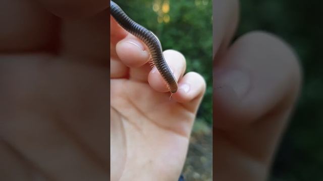 МНОГОНОЖКА ? ОЛИВКОВЫЙ КИВСЯК