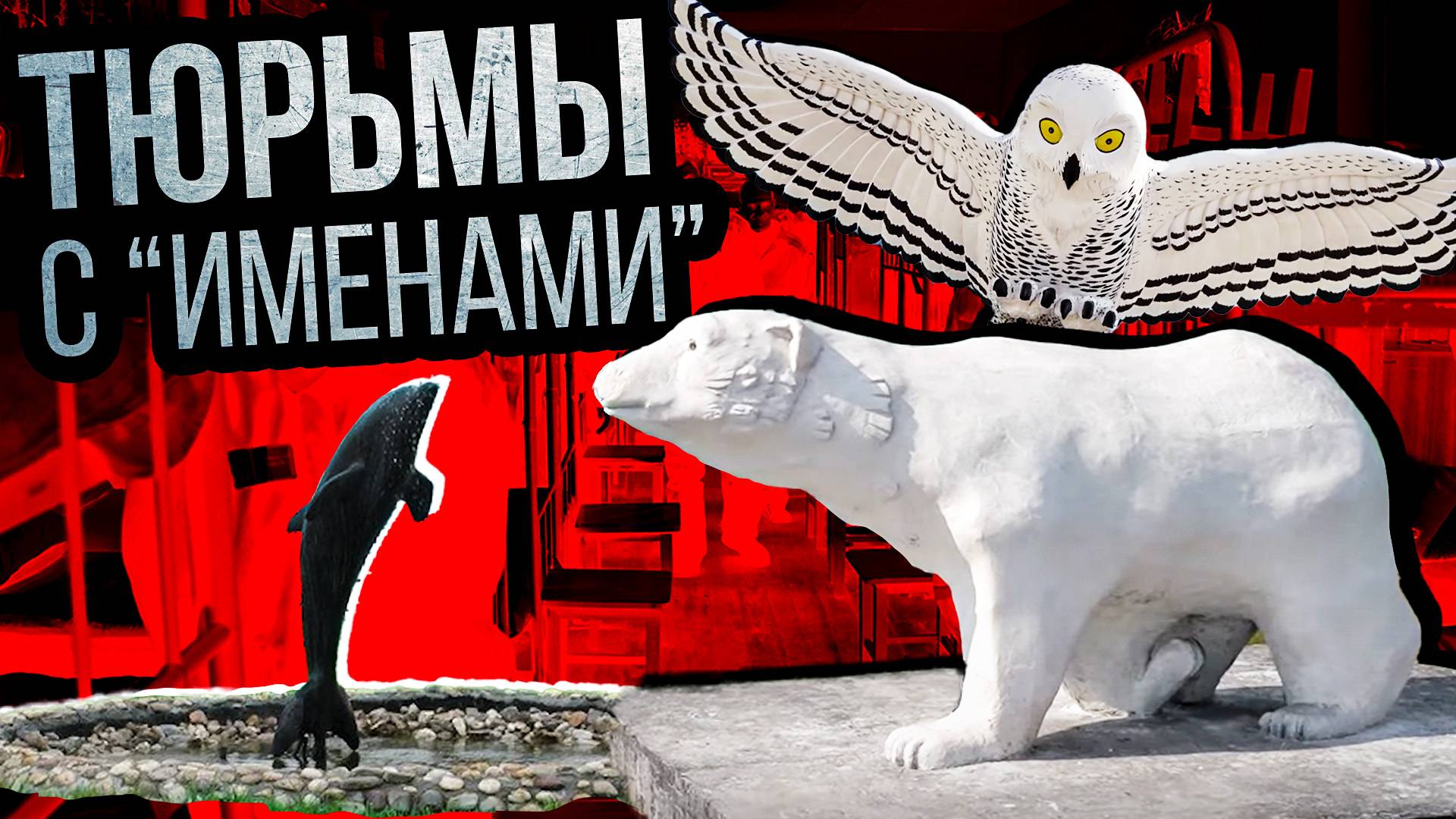 Полярная сова, Белый медведь, Черный дельфин. Что на самом деле объединяет эти колонии | Факты смотреть онлайн