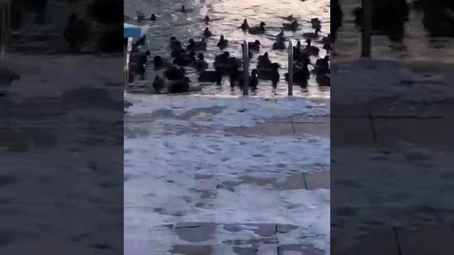 дикие утки в дикой и не совсем в дикой природе. wild ducks in the wild and not quite in the wild. смотреть онлайн