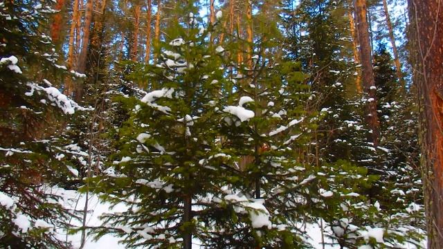 Зимний лес ! Не рубите елки на Новый год ! Берегите природу ! Южный Урал ! смотреть онлайн