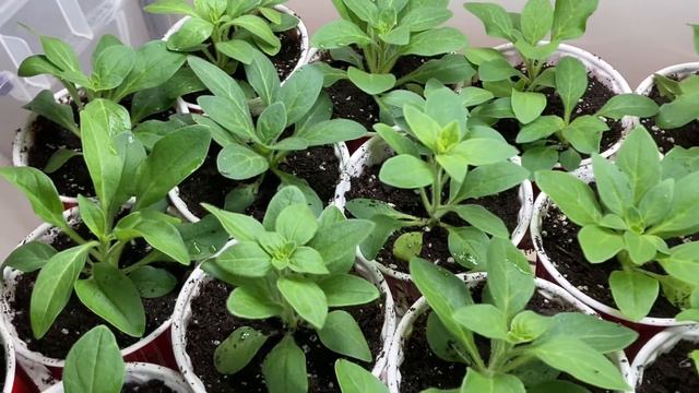 How to grow Petunia from seed смотреть онлайн