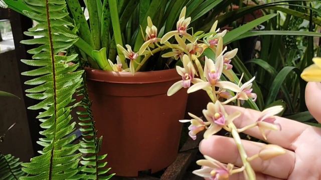 सुनाखरी फुल / Dendrobium Moschatum / How to grow in pot/flowering in my garden /A Simple Care tip's смотреть онлайн
