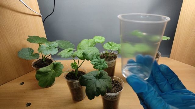 Сколько воды надо для полива черенка пеларгонии? Вы удивитесь!