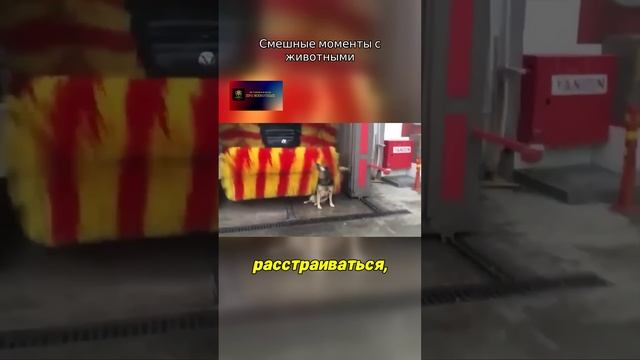 Смешные моменты с животными.