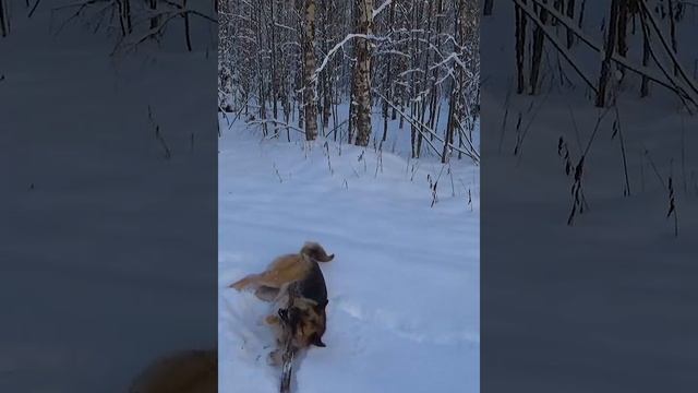 +На утро после Рождества.