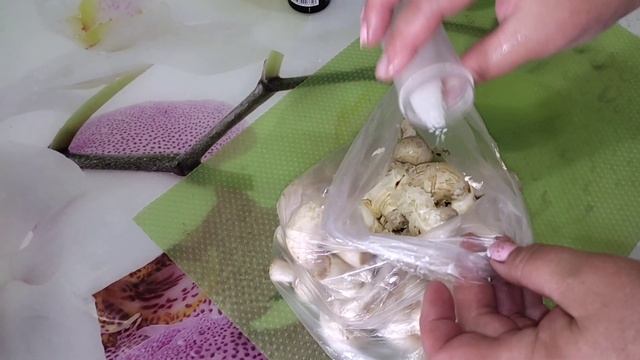 ?шампиньоны на углях ? смотреть онлайн