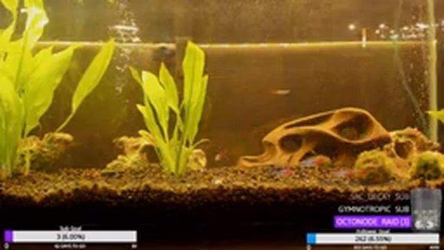 Chill Aquarium Day 14 смотреть онлайн