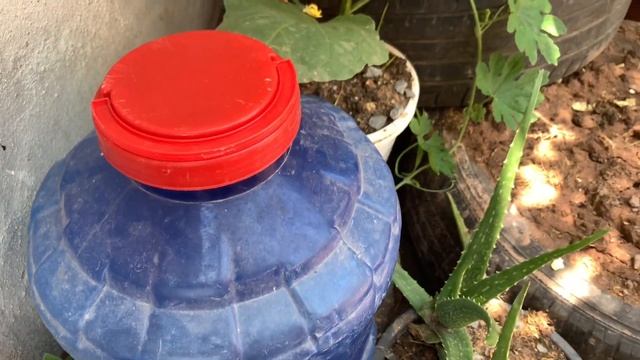 Best Techniques for Growing Java Apple Tree from Java Apple Fruit & Aloe Vera | Grafting Java Apple смотреть онлайн