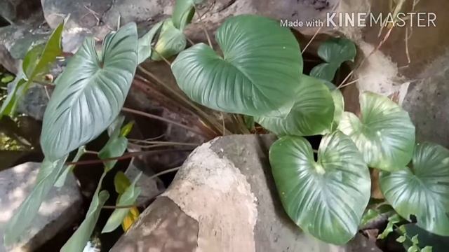 Homalomena Rubescens Plant