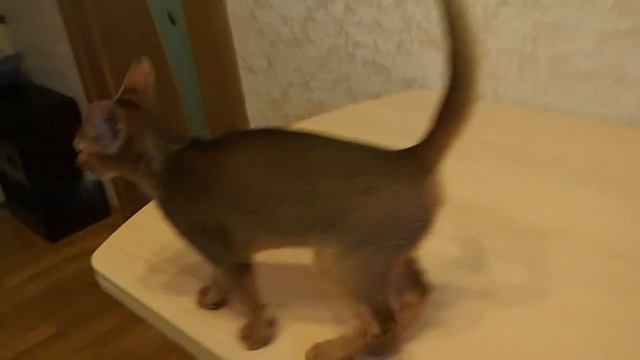 Абиссинские котята, 3 месяца, Помет ABYTRISS A смотреть онлайн