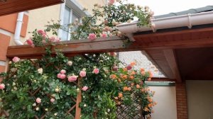 ПЛЕТИСТЫЕ РОЗЫ В САДУ. РОЗА Пьер де Ронсар, Джеймс Гелвей, Майнтауэр, Вестерленд.