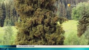 В царстве дикой природы Тянь Шань