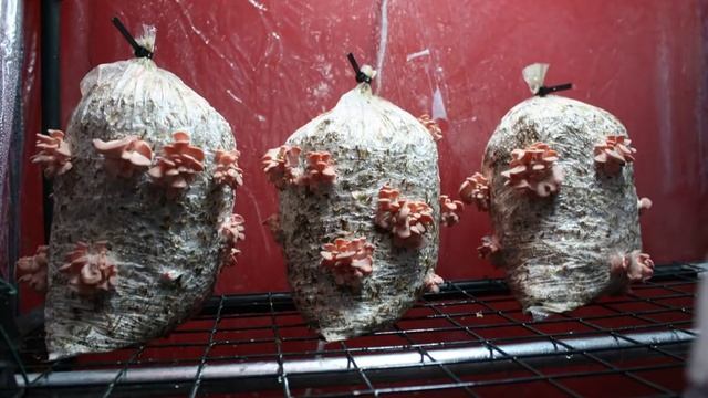 Timelapse Djamor_001.mov смотреть онлайн