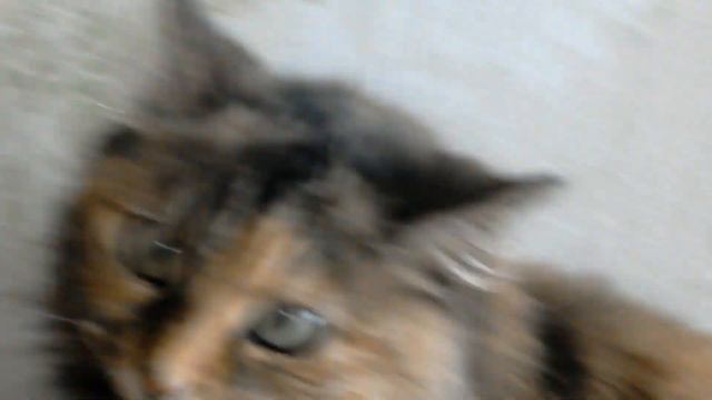 моя кошка смотреть онлайн