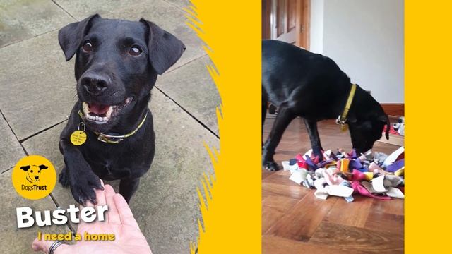 Buster the bubbly Patterdale Terrier | Dogs Trust Leeds смотреть онлайн