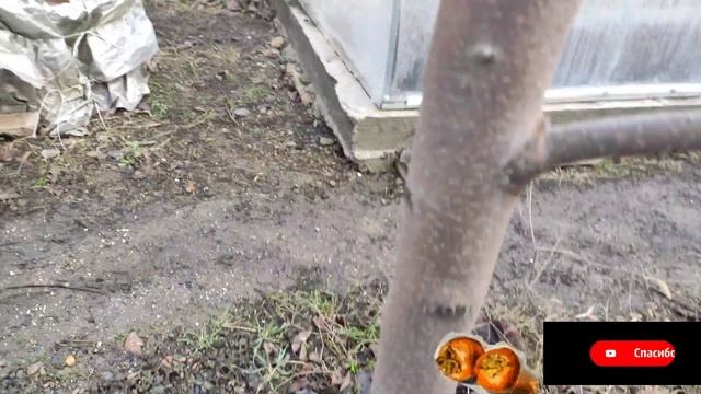 Хурма Никитская Бордовая!!!! Летняя Обрезка!!!!! Большой урожай смотреть онлайн