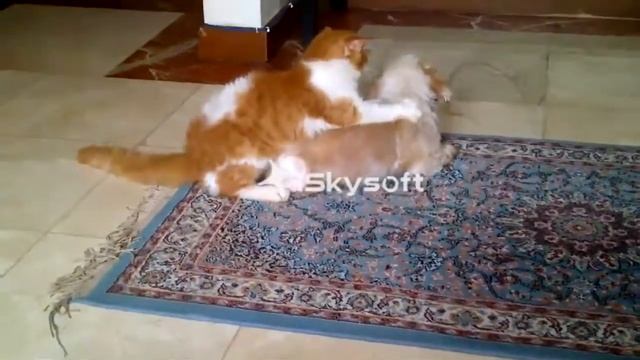 Кот лучший массжист для собак смотреть онлайн