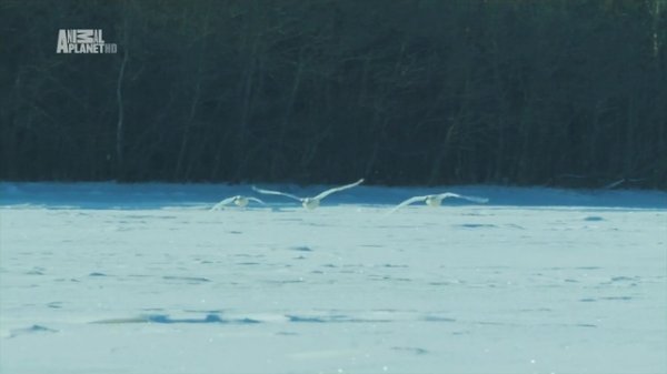 Неизведанные острова - Япония (Japan)