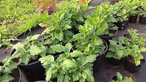 Как ПО НАСТОЯЩЕМУ ЗАРАБОТАТЬ на хризантеме и зимней теплице?