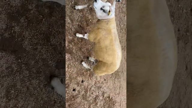 Beltex Aged Tup смотреть онлайн