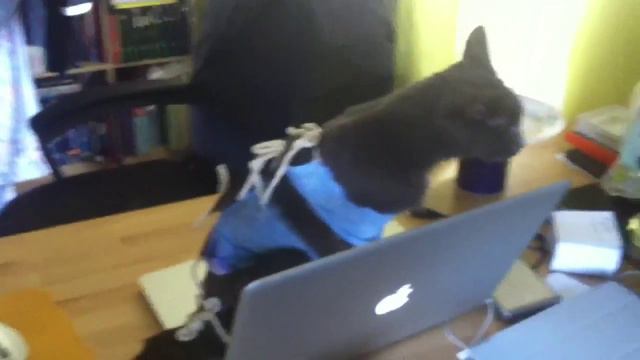 DJ Анфиса смотреть онлайн