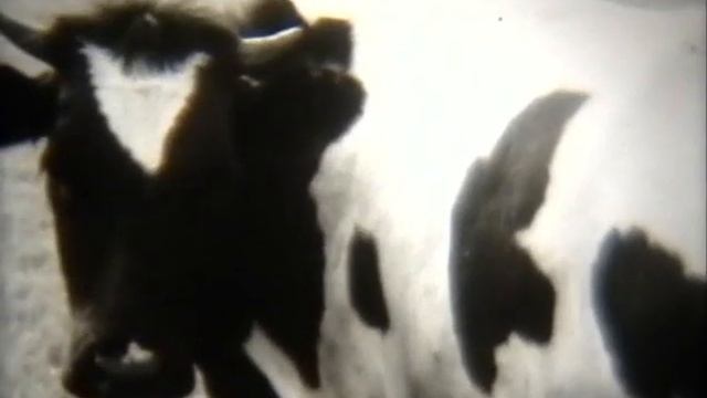 "Отряд двукрылые" смотреть онлайн