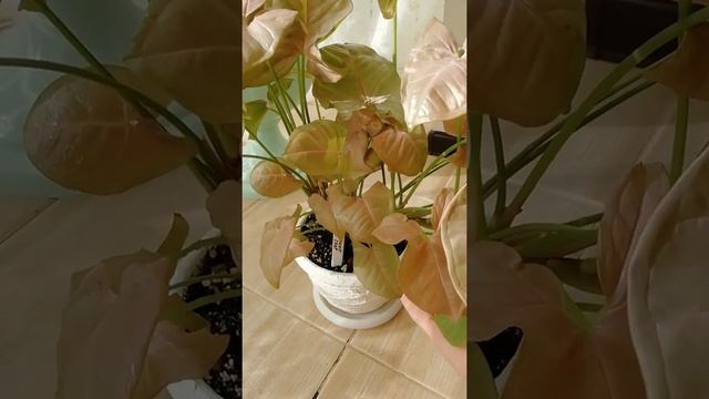 Сингониум ПИНК СПОТ смотреть онлайн