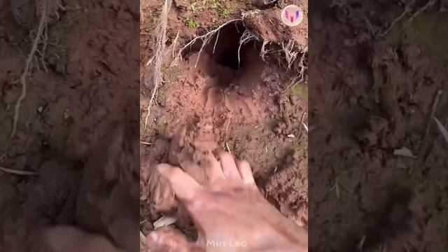 Catching Seafood ?? ASMR Relaxing (Catch Shark , Catch Fish ,Deep Sea Monster ) - Tik Tok #156 смотреть онлайн