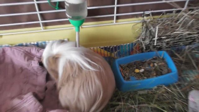 СВИНКИ ССОРЯТСЯ/ ГОРЯЧИЙ СВИНСКИЙ ПАРЕНЬ/ РАЗЛУЧИЛА СВИНОК смотреть онлайн