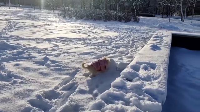 Когда в душе ты - хаски! смотреть онлайн