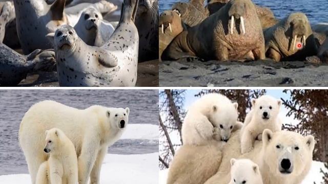 7 Животные и растения Арк пуст смотреть онлайн