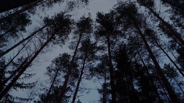 ВСТРЕТИЛИ ЗВЕРЯ НА ЛЕСНОЙ ТРОПЕ | НЕОБЪЯСНИМАЯ НАХОДКА В ЛЕСУ | НАКРЫЛО СНЕЖНОЙ БУРЕЙ смотреть онлайн