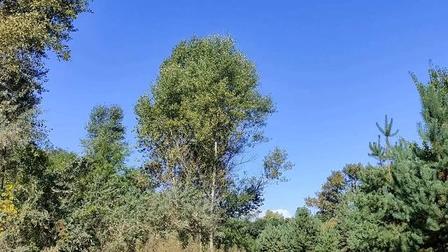 31 октября праздник Луков день. День Святого Луки. Народные приметы и традиции. Что нельзя делать. смотреть онлайн