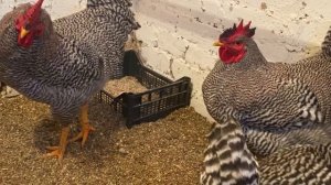 Породы кур на 2022 год.