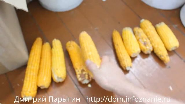 Выращивание кукурузы, заготовка семян кукурузы. Как выращивать кукурузу и где купить семена? смотреть онлайн