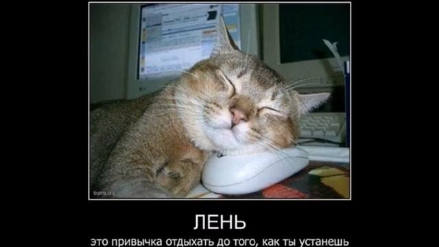 Кошки это кошки !!!.avi смотреть онлайн