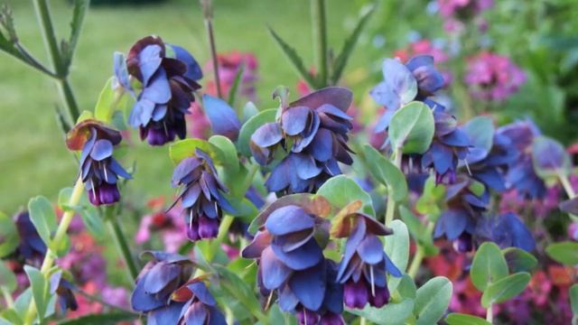 Семена цветов Серия Живая изгородь смотреть онлайн