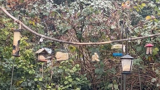 Backyard view different kinds of wild birds feeding - #pnw смотреть онлайн