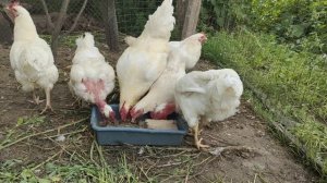 Самые тяжёлые куры Промышленный корниш Мастер Грей Мясная порода кур Сельская Жизнь