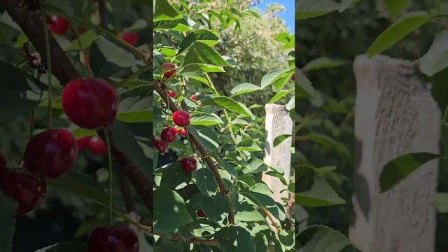 Вишня,сорт "Шоколадница" смотреть онлайн