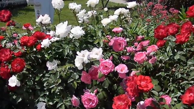 Floribunda Rose Flower Power смотреть онлайн