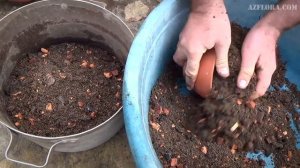 ПЕРЕСАДКА ЦИКАСА | Состав почвы, выбор горшка