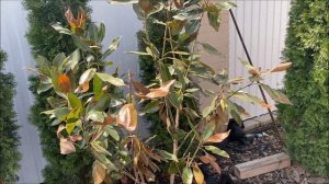 Магнолии Грандифлора после мороза -26